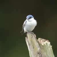 Nadobniczka zielono-biała - White-winged Swallow
