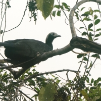 Grdacz modrogardły - Blue-throated Piping-Guan