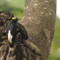 Dzięciur czarnoszyi, Melanerpes cruentatus, Yellow-tufted Woodpecker