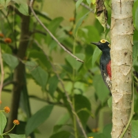 Dzięciur czarnoszyi - Yellow-tufted Woodpecker