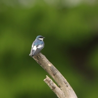 Nadobniczka zielono-biała - White-winged Swallow