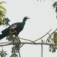 Grdacz modrogardły, Pipile cumanensis, Blue-throated Piping-Guan