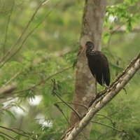 Bekaśnica - Limpkin
