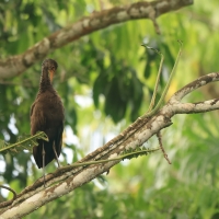 Bekaśnica - Limpkin