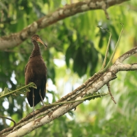 Bekaśnica - Limpkin