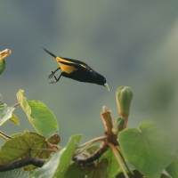 Kacykowiec żółtosterny - Yellow-rumped Cacique