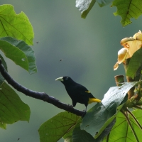 Kacykowiec żółtosterny - Yellow-rumped Cacique