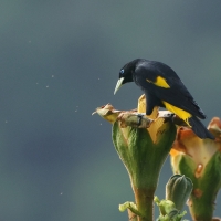 Kacykowiec żółtosterny - Yellow-rumped Cacique