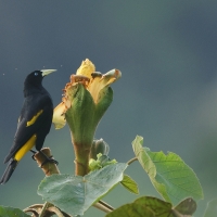 Kacykowiec żółtosterny - Yellow-rumped Cacique
