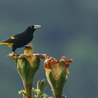 Kacykowiec żółtosterny - Yellow-rumped Cacique