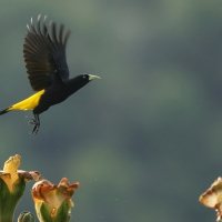 Kacykowiec żółtosterny - Yellow-rumped Cacique