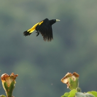 Kacykowiec żółtosterny - Yellow-rumped Cacique