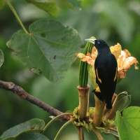 Kacykowiec żółtosterny - Yellow-rumped Cacique