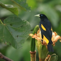 Kacykowiec żółtosterny - Yellow-rumped Cacique