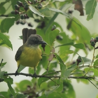 Bentewi szarogłowy - Gray-capped Flycatcher