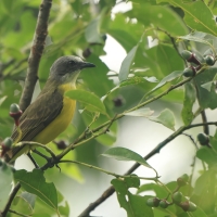Bentewi szarogłowy - Gray-capped Flycatcher