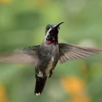 Aksamitek długodzioby - Long-billed Starthroat