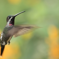 Aksamitek długodzioby - Long-billed Starthroat