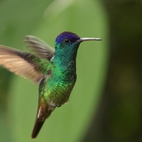Złotogonek - Golden-tailed Sapphire