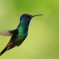 Złotogonek - Golden-tailed Sapphire