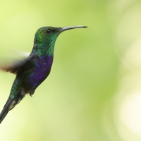 Widłogonek zielonogardły - Fork-tailed Woodnymph