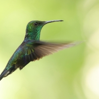 Widłogonek zielonogardły - Fork-tailed Woodnymph