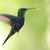 Widłogonek zielonogardły - Fork-tailed Woodnymph