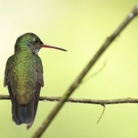 Szafirek mleczny - Sapphire-spangled Emerald