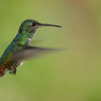 Widłogonek zielonogardły - Fork-tailed Woodnymph