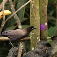 Modrowronka purpurowa, Cyanocorax cyanomelas, Purplish Jay