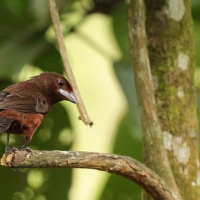 Tapiranga ciemna - Silver-beaked Tanager