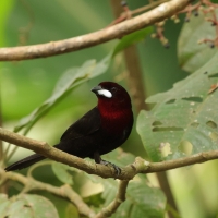 Tapiranga ciemna - Silver-beaked Tanager