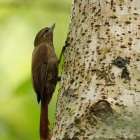 Tęgosterek - Wedge-billed Woodcreeper
