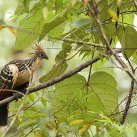 Hoacyn - Hoatzin