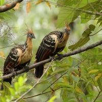 Hoacyn, Opisthocomus hoazin, Hoatzin