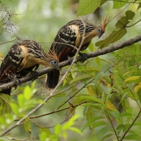 Hoacyn - Hoatzin