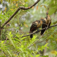 Hoacyn - Hoatzin