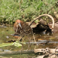 Tygryska ciemna - Fasciated Tiger-Heron