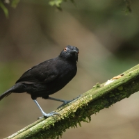 Czarnomrowik czerwonooki - Goeldi's Antbird