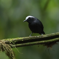 Czarnoliczek białobrewy - White-browed Antbird