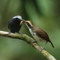 Czarnoliczek białobrewy - White-browed Antbird