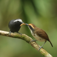Czarnoliczek białobrewy - White-browed Antbird
