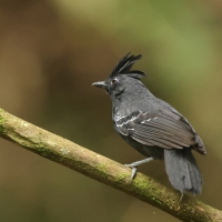 Czarnoliczek czubaty - White-lined Antbird