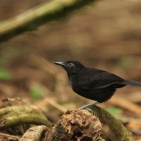 Czarnomrowik czerwonooki - Goeldi's Antbird