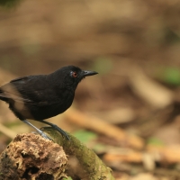 Czarnomrowik czerwonooki - Goeldi's Antbird