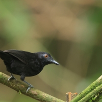 Czarnomrowik czerwonooki, Akletos goeldii, Goeldi's Antbird