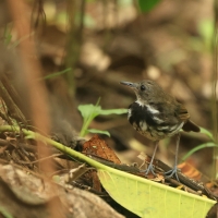 Świergoczek obrożny - Ringed Antpipit
