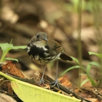 Świergoczek obrożny - Ringed Antpipit