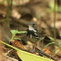 Świergoczek obrożny, Corythopis torquatus, Ringed Antpipit