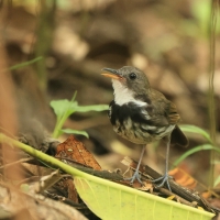 Świergoczek obrożny - Ringed Antpipit